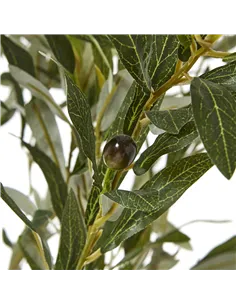 Hill Interiors Apulia Olive Tree In White Pot 210Cm 23708 2