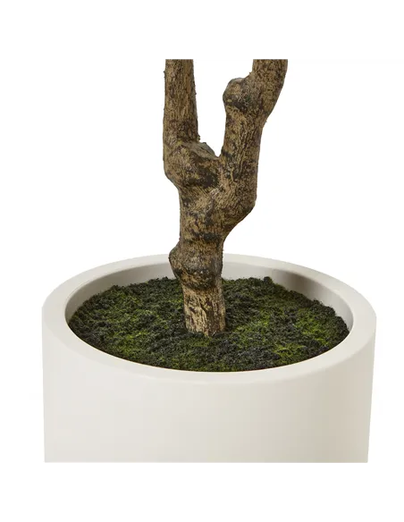 Hill Interiors Apulia Olive Tree In White Pot 210Cm 23708
