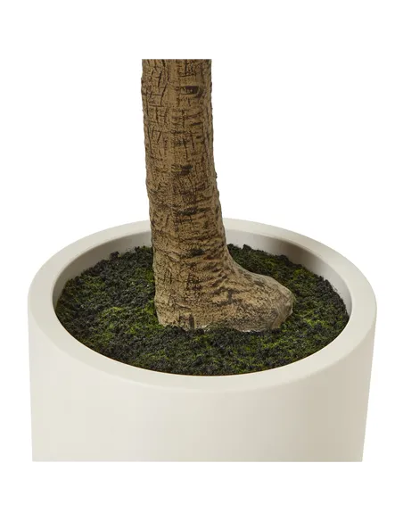 Hill Interiors Apulia Olive Tree In White Pot 240Cm 23710