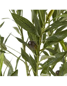 Hill Interiors Apulia Olive Tree In White Pot 150Cm 23711 2