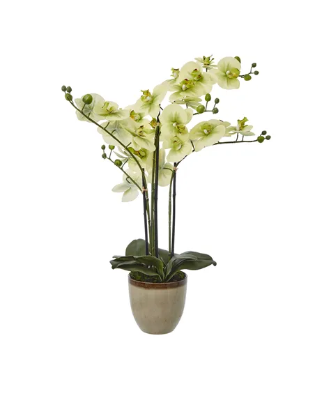 Hill Interiors Extra Large Green Orchid In Ceramic Pot 23761
