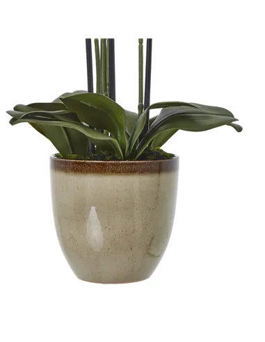 Hill Interiors Extra Large Green Orchid In Ceramic Pot 23761