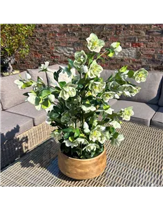 Hill Interiors Large Green Hellebore in Taupe Pot 23766 2