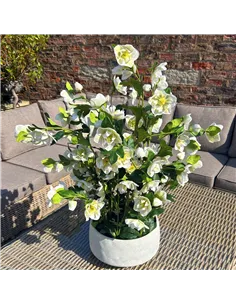 Hill Interiors Large White Hellebore In Grey Pot 23767 2